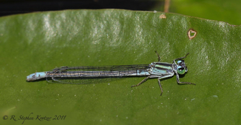 Ischnura kellicotti, female